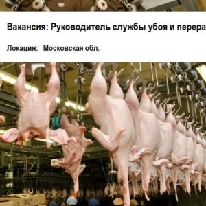 Руководитель службы убоя и переработки