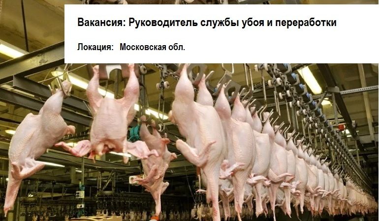 Руководитель службы убоя и переработки Руководитель службы убоя и переработки