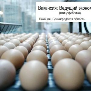Ведущий экономист